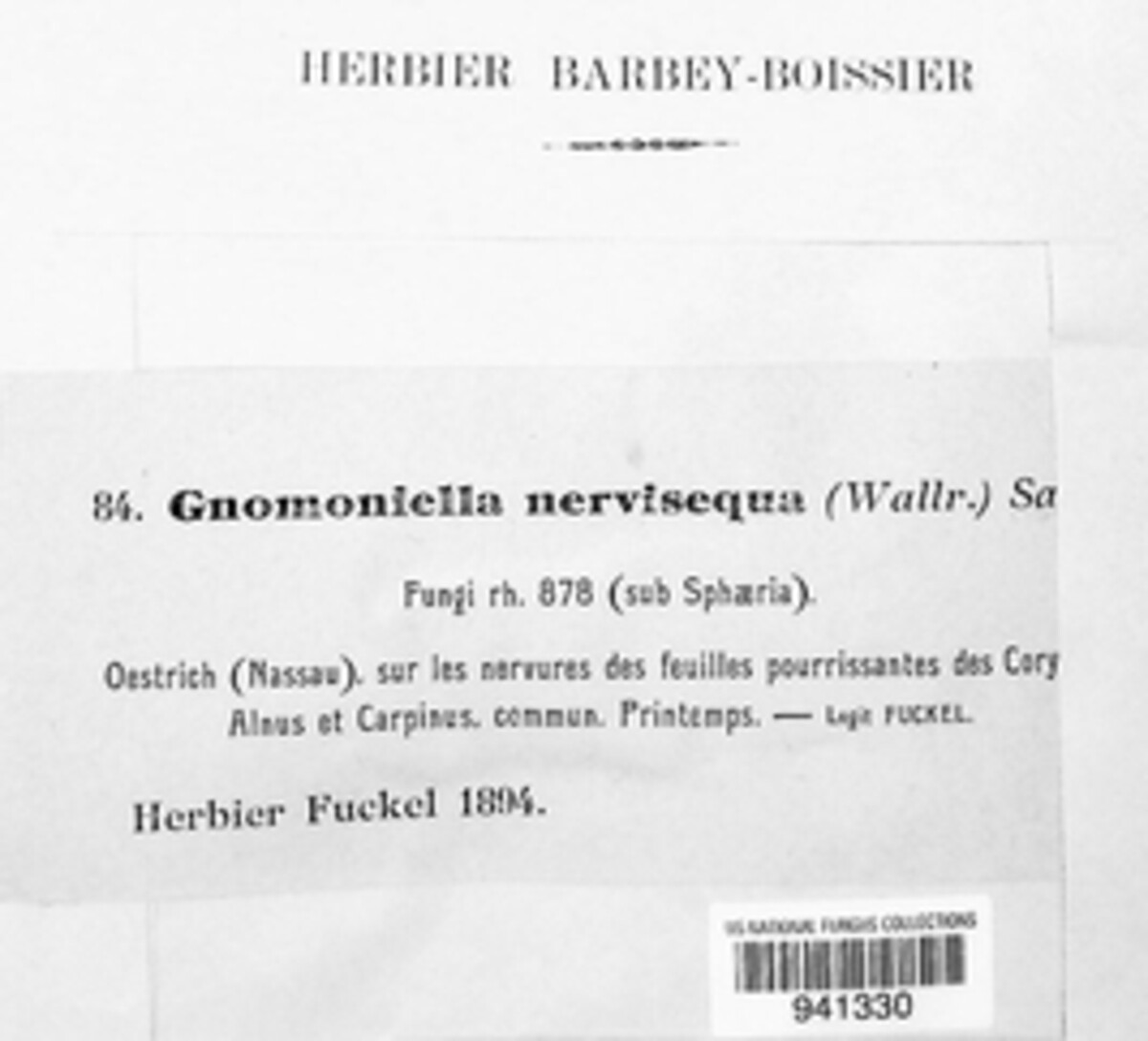 Gnomonia nervisequa image